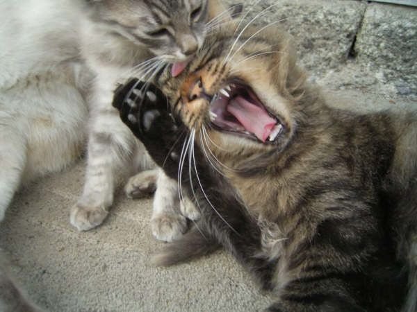 Коты атакуют! (71 фото)
