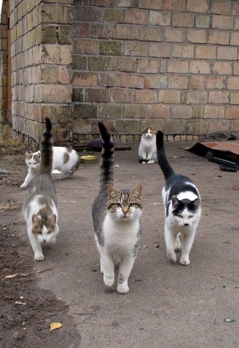 Коты атакуют! (71 фото)