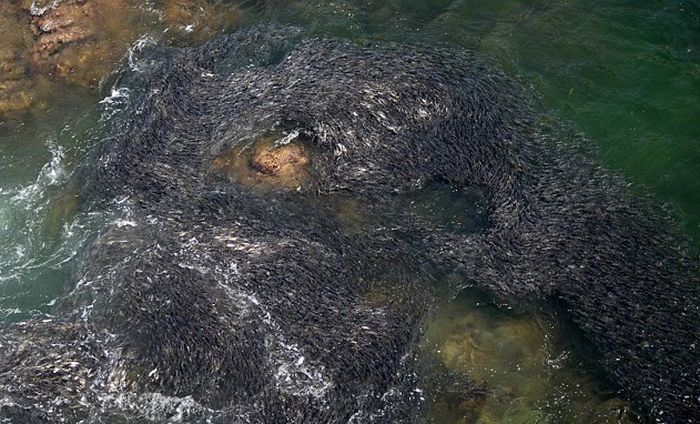 Рыба заполонила берега Мексики (6 фото)