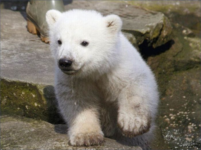 Белый медведь Кнут. (32 фото)