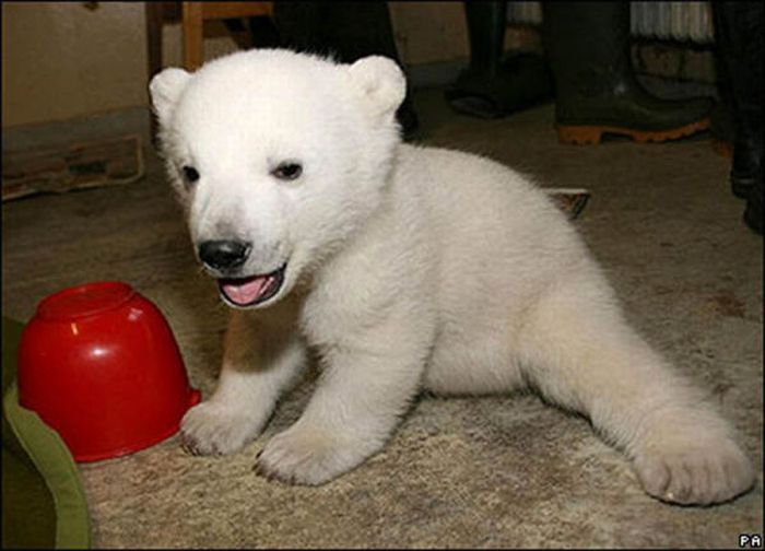 Белый медведь Кнут. (32 фото)