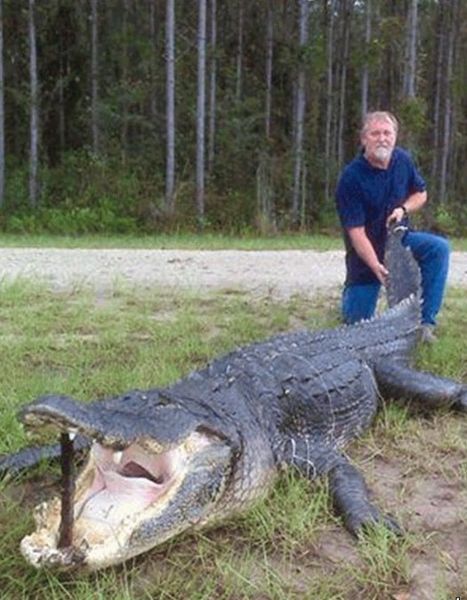 Американцы поймали в реке 5-метрового крокодила (11 фото)