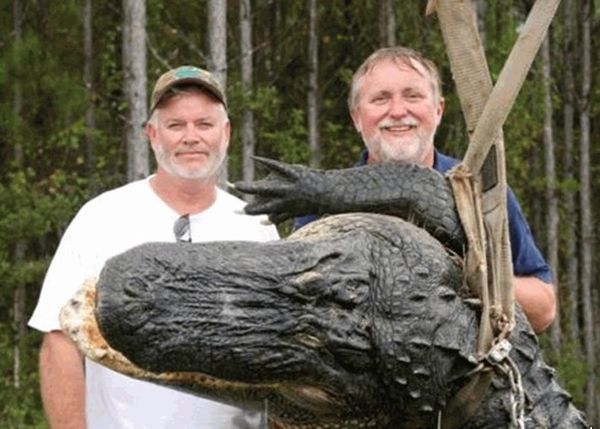 Американцы поймали в реке 5-метрового крокодила (11 фото)