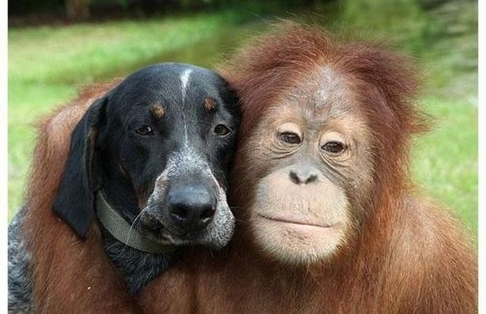 Нежная дружба разных животных (62 фото)