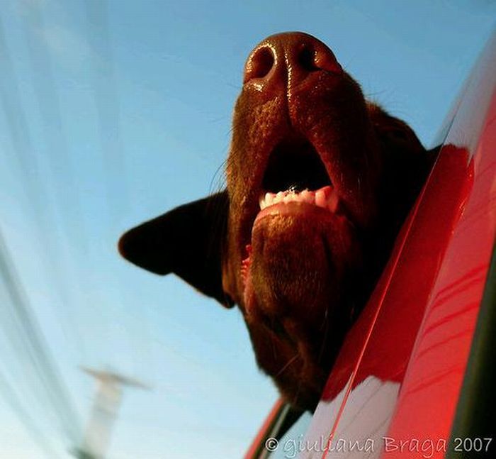 Смешные собаки на скорости 80 км/ч (49 фото)