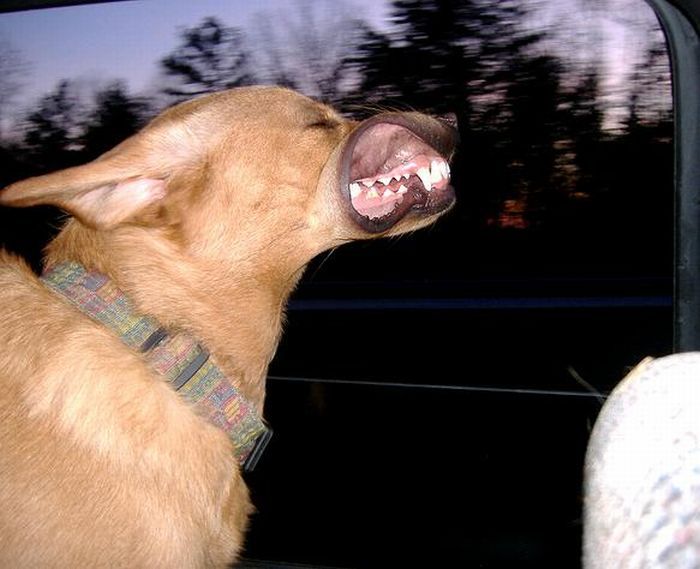 Смешные собаки на скорости 80 км/ч (49 фото)