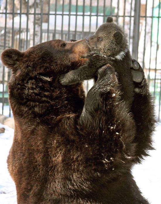 Медведь и медвежонок (4 фото)