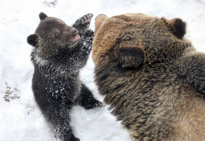 Медведь и медвежонок (4 фото)