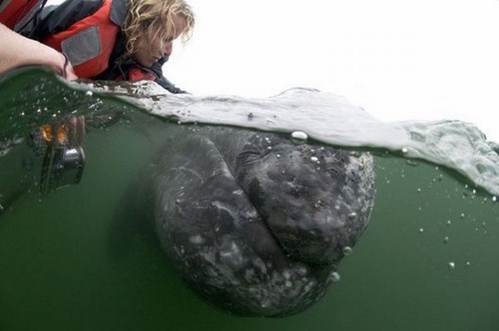 Самые дружелюбные киты в мире (14 фото)