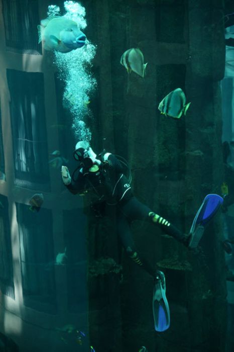 Невероятный аквариум AquaDom в Берлине (11 фото)