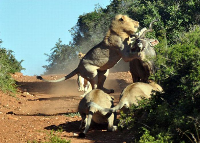 Антилопа и четыре голодных льва (5 фото)
