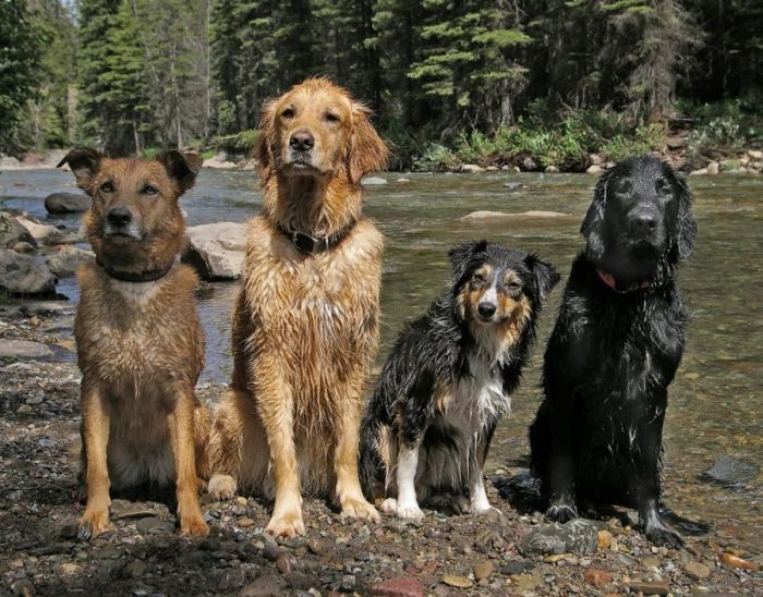 Мегапозитивные фотографии собак (100 фото)