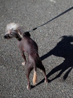 Конкурс на звание самой уродливой в мире собаки (19 фото)