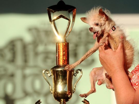 Конкурс на звание самой уродливой в мире собаки (19 фото)