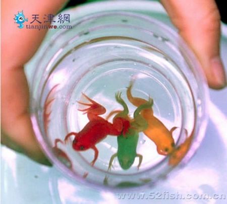Китай снова чудит: в стране красят лягушек (3 фото)