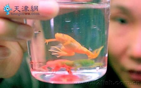Китай снова чудит: в стране красят лягушек (3 фото)