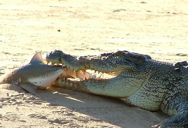 Крокодил и его голод (36 фото)