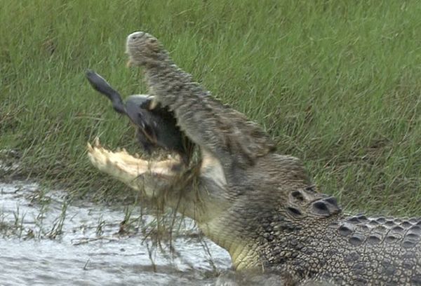 Крокодил и его голод (36 фото)