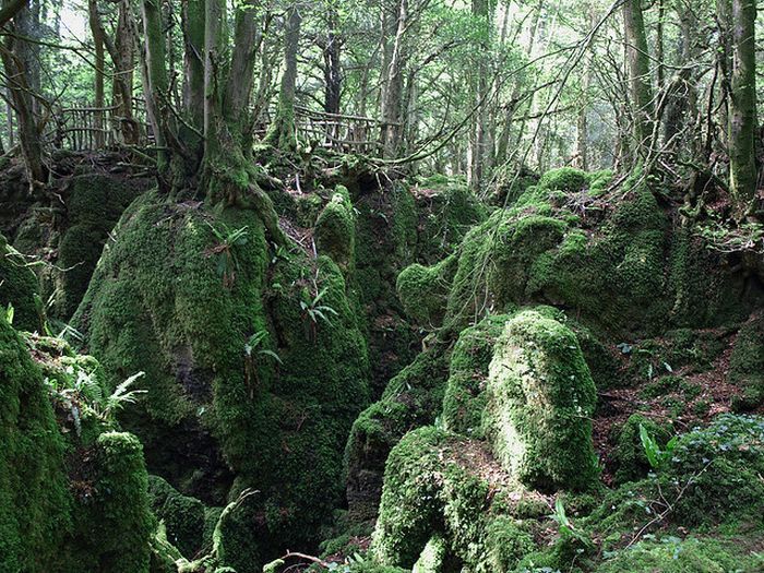 Лес, вдохновивший "Властелина Колец" (21 фото)