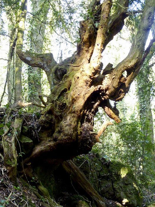 Лес, вдохновивший "Властелина Колец" (21 фото)