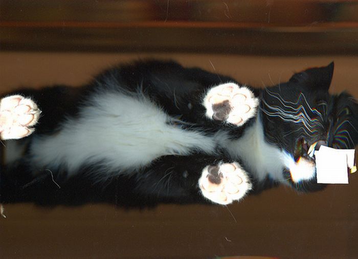 Кошки попавшие на сканер (32 фото)