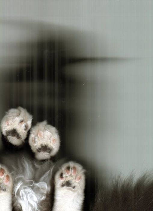 Кошки попавшие на сканер (32 фото)