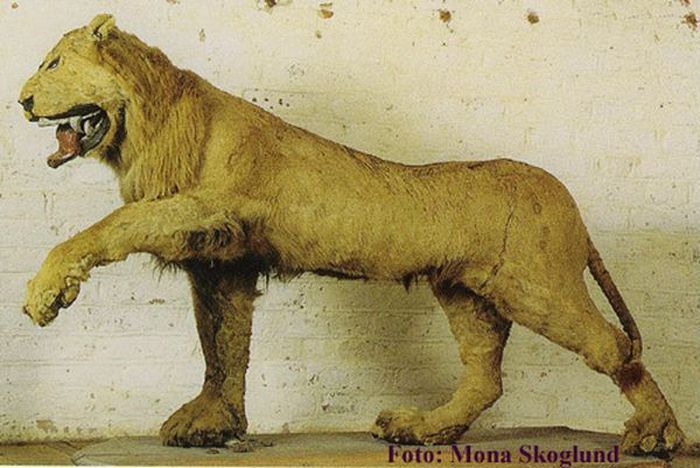 Лев для короля (3 фото)