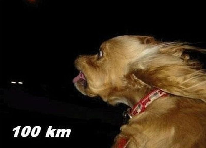 Собака и ветер (10 фото)