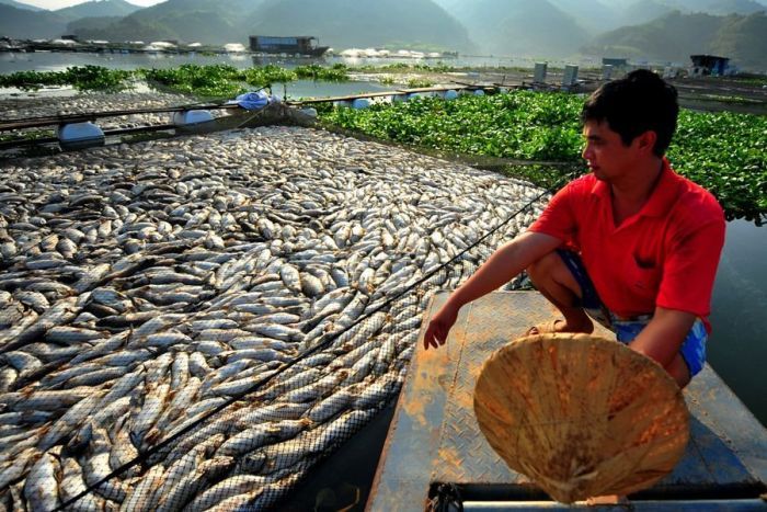 В Китае вымирает рыба (7 фото)