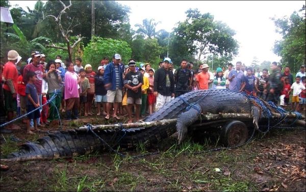 На Филиппинах поймали гигантского крокодила (4 фото)