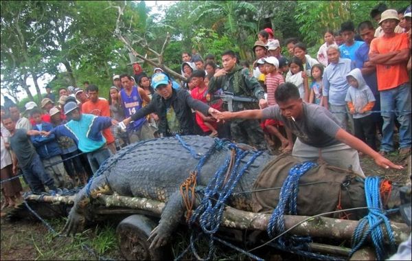 На Филиппинах поймали гигантского крокодила (4 фото)