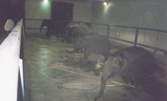 Как дрессируют слонов в цирке (25 фото)