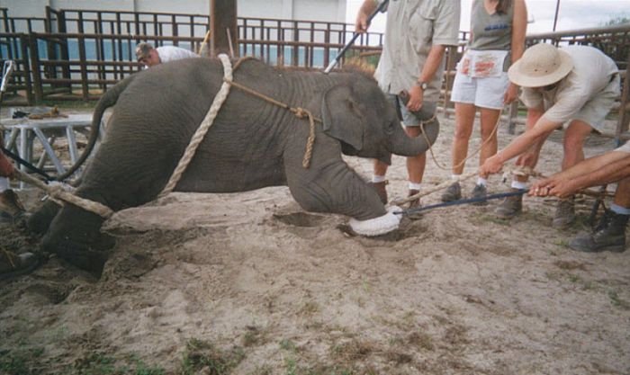 Как дрессируют слонов в цирке (25 фото)