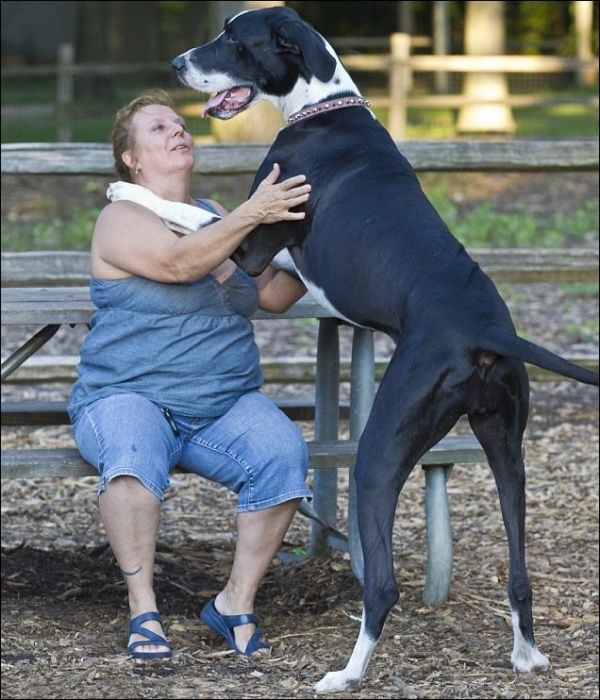 Самая высокая собака в мире (4 фото)