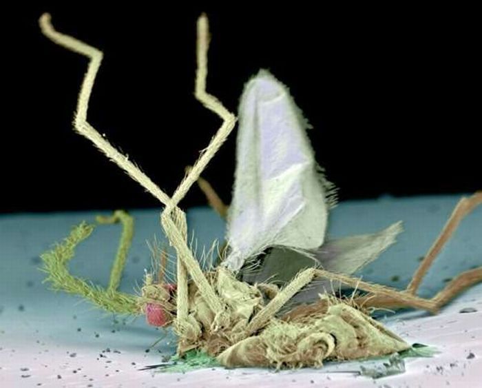 Макро-фотографии прихлопнутых насекомых (7 фото)