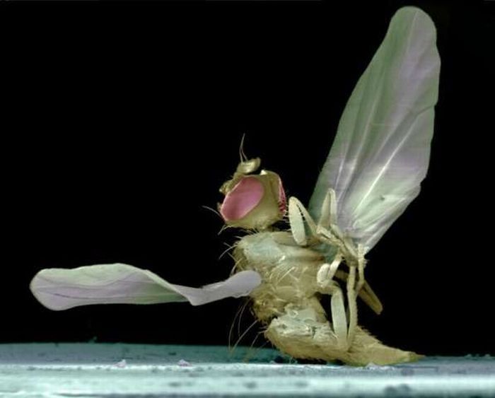 Макро-фотографии прихлопнутых насекомых (7 фото)