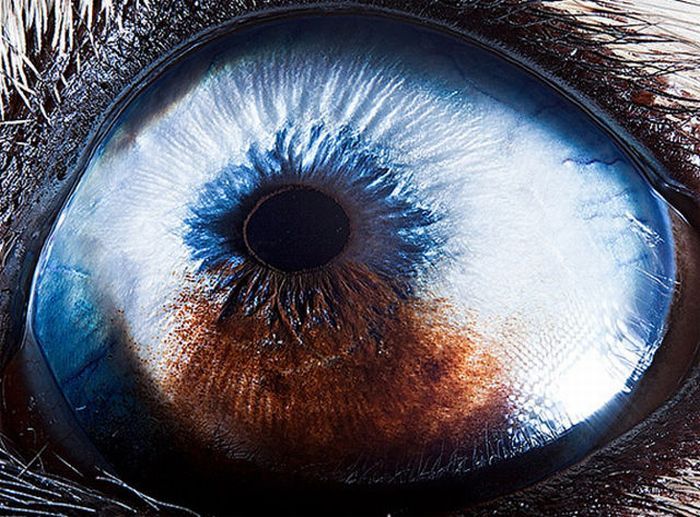 Глаза животных (15 фото)