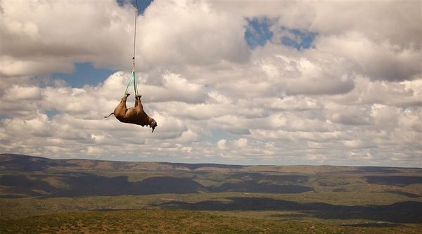 Черные носороги улетели на новое место жительства (4 фото)