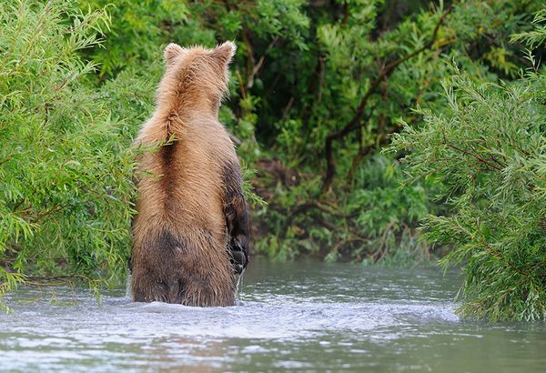 Зачем медведь поднимается на задние лапы? (4 фото)