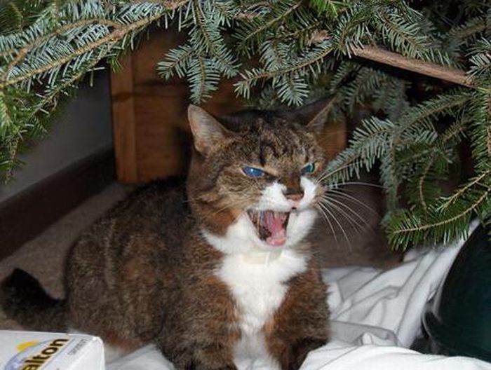Коты, которые не любят рождество (20 фото)
