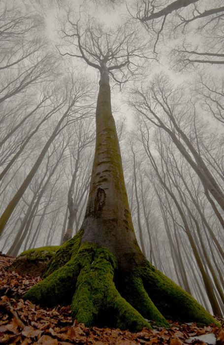Волшебный туман (100 фото)