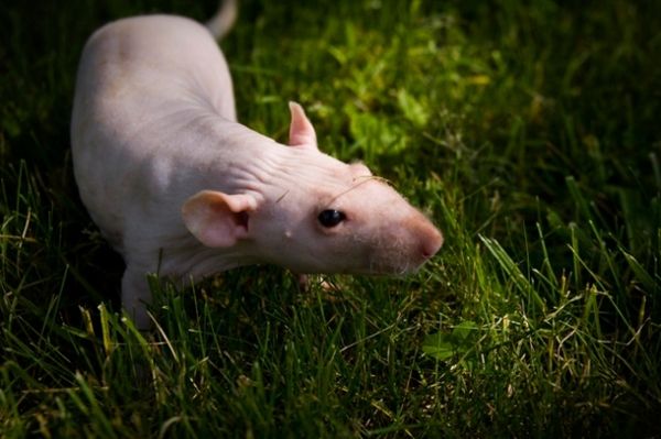Фотографии крысы сфинкс (40 фото)