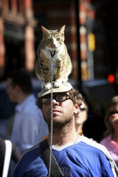 Коты, сидящие на головах (40 фото)