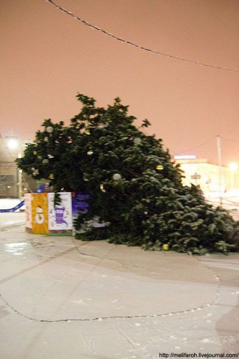 В Петрозаводске упала елка (4 фото)