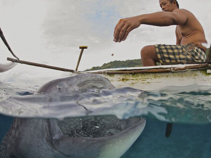 Китовые акулы на Филиппинах (13 фото)