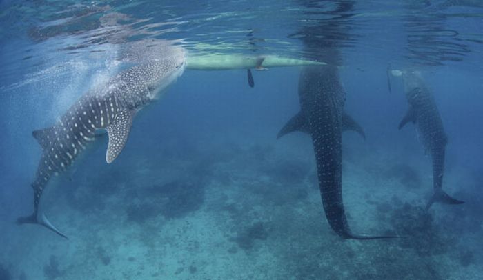 Китовые акулы на Филиппинах (13 фото)