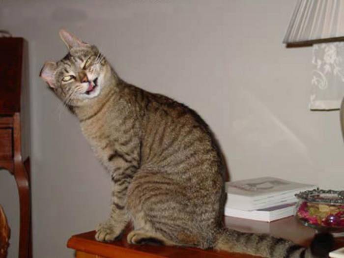 Классная подборка смешных котов (95 фото)