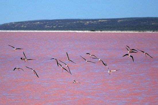 Розовое озеро в Австралии (7 фото)