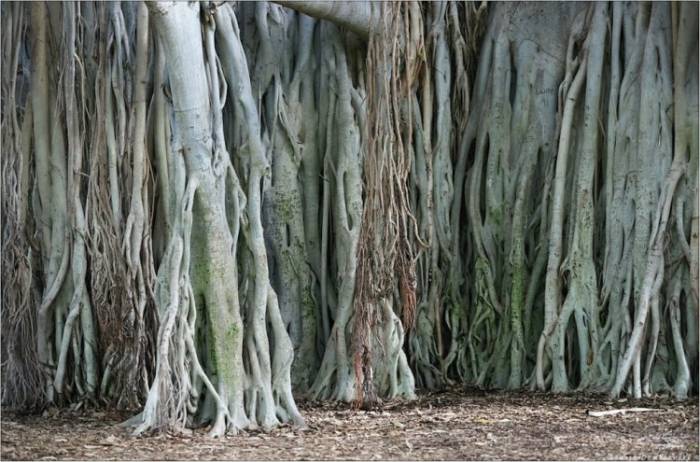 Национальное дерево Индии - Великий баньян (8 фото)
