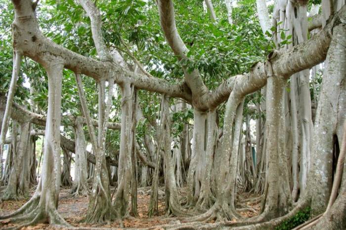 Национальное дерево Индии - Великий баньян (8 фото)